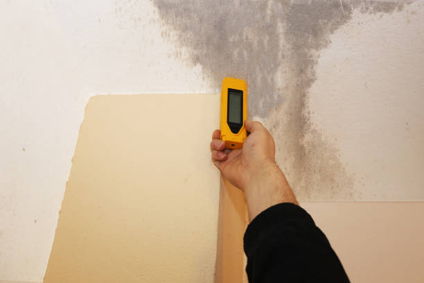 Best Basement Mold Removal  in Arbuckle, CA