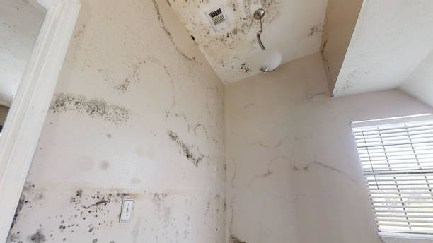 Best Dehumidification Services  in Arbuckle, CA