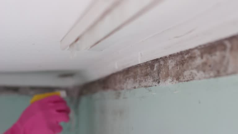 Best Mold Documentation for Insurance Claims  in Arbuckle, CA